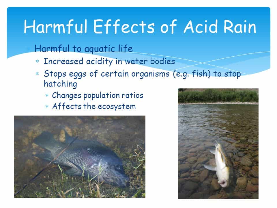 Acid rain is a form of environmental pollution that occurs when sulfur dioxide (SO2) and nitrogen oxides (NOx) are released into the atmosphere, either naturally from volcanic eruptions or from human activities such as burning fossil fuels (coal, oil, and natural gas) and industrial processes.